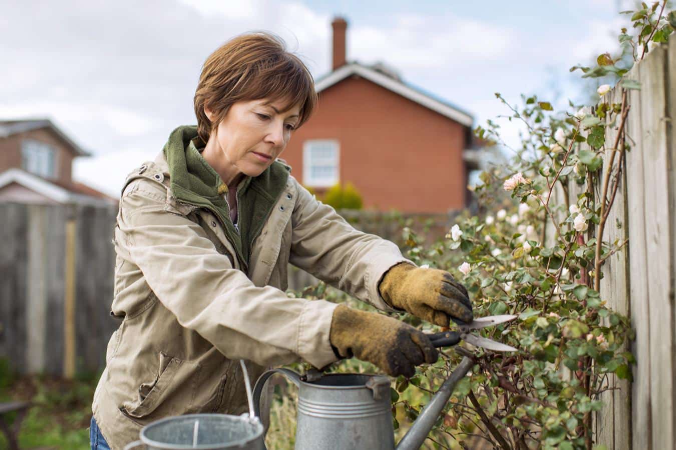taille rosier pour floraison optimale